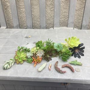 tara_1031 succulents